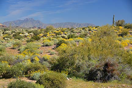 McDowell Mountain Regional Park, February 12, 2015